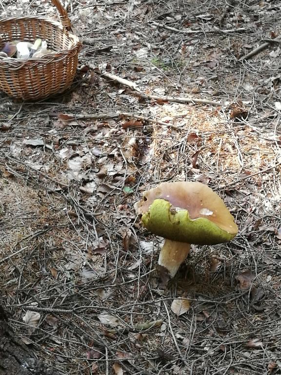 Pension Druhy Domov Nový Bor Buitenkant foto